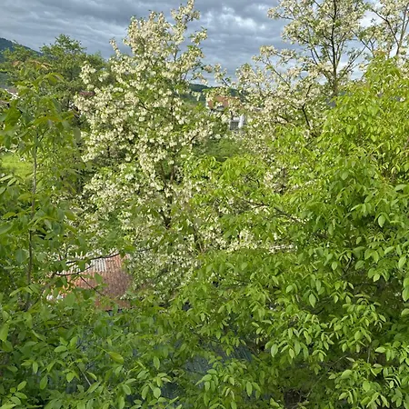еліт * Svalyava