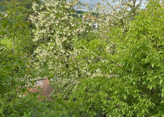 еліт * Szolyva